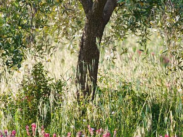 Agriturismo Poggio Diavolino - foto 17580.jpg