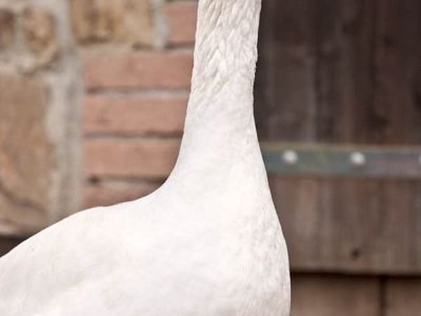 Agriturismo Poggio Diavolino - foto 17581.jpg