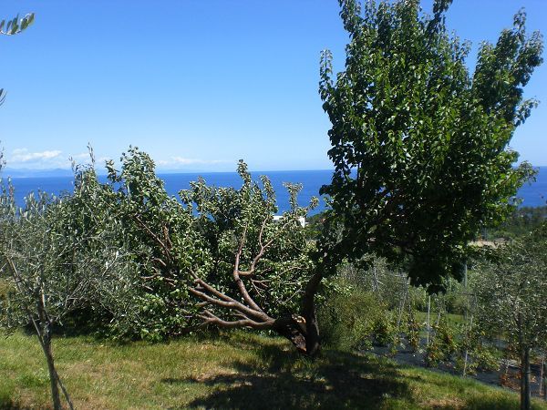 Natta di Monte Tabor  - foto 17880.jpg