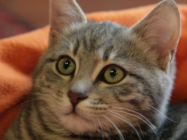 B&B Podere Cerreta - foto 17970.jpg