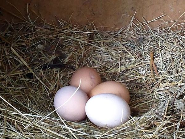 B&B Podere Cerreta - foto 18056.jpg