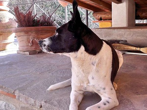 B&B Podere Cerreta - foto 18057.jpg