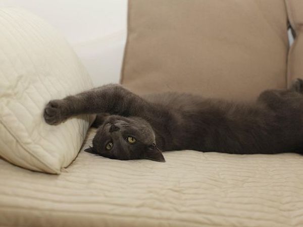 Hotel Principe for Pet Lovers - foto 18529.jpg