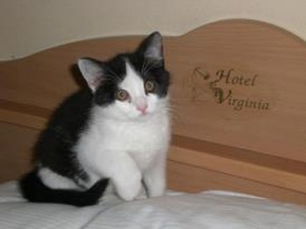 Hotel Virginia - foto 18783.jpg