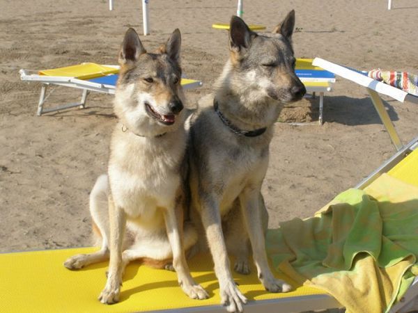 La Spiaggia di Snoopy - foto 18944.jpg