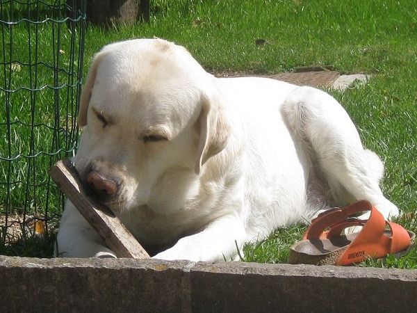 Maso Kofler - foto 19180.jpg