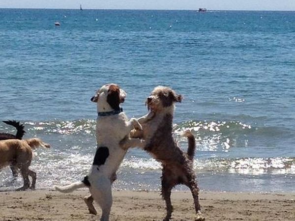 Spiaggia Pascia Glam Beach  - foto 19249.jpg