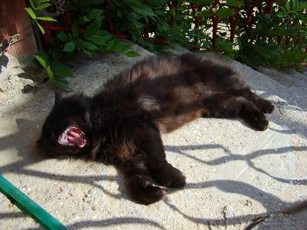 Agriturismo Su Bistentu - foto 19363.jpg