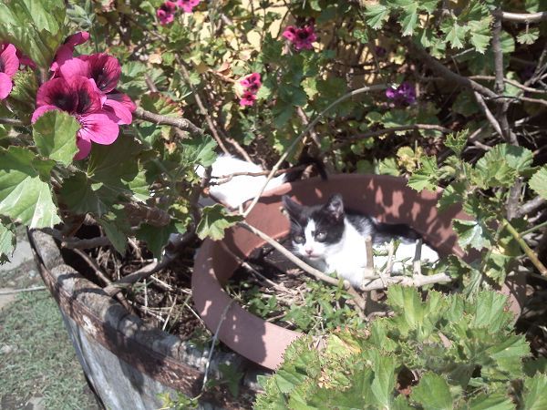 Agriturismo Su Bistentu - foto 19365.jpg