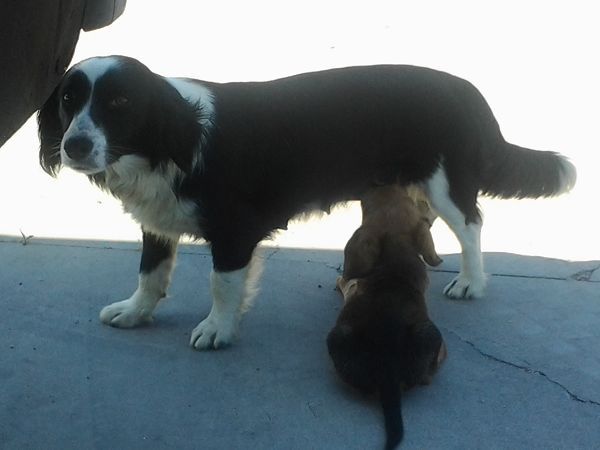 Agriturismo Su Bistentu - foto 19370.jpg