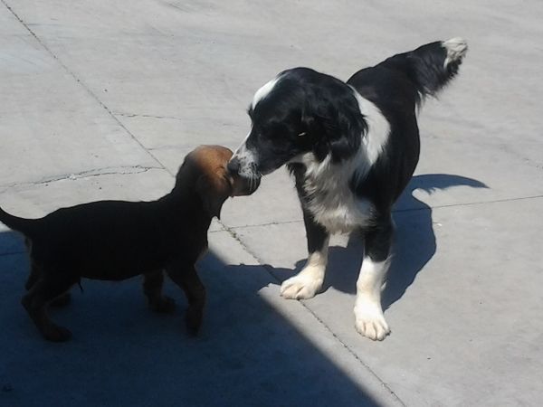 Agriturismo Su Bistentu - foto 19371.jpg