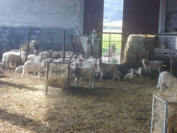 Agriturismo Su Bistentu - foto 19373.jpg