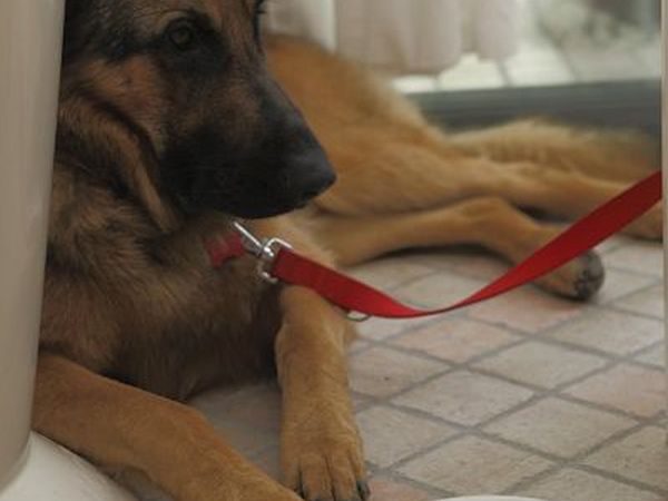 Hotel Principe for Pet Lovers - foto 19500.jpg