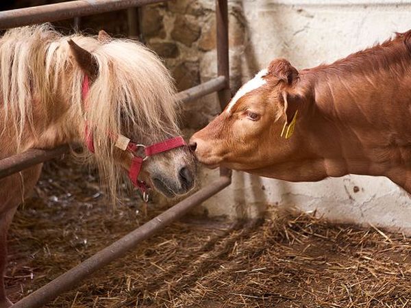 Agriturismo Poggio Diavolino - foto 19844.jpg