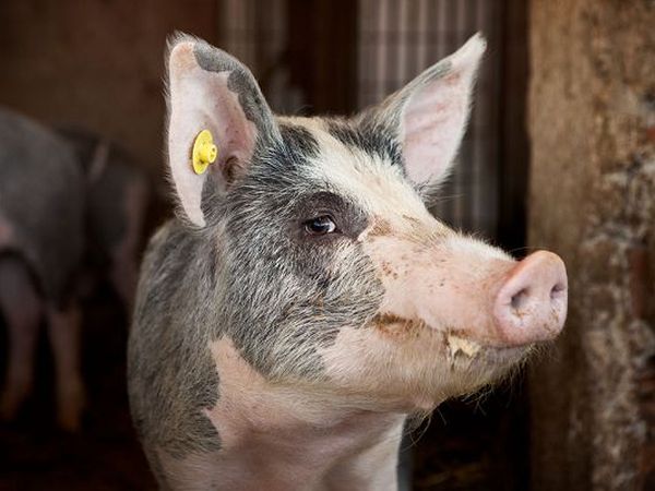 Agriturismo Poggio Diavolino - foto 19846.jpg