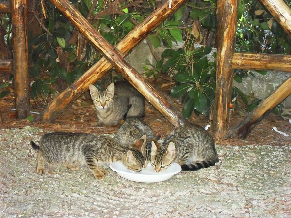 Camping Villaggio Internazionale - foto 19903.jpg