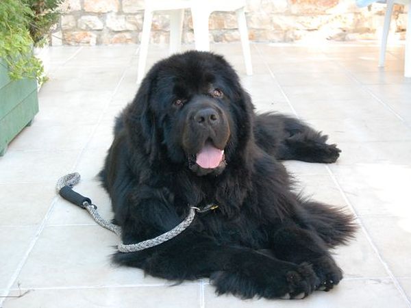 Camping Villaggio Internazionale - foto 19916.jpg