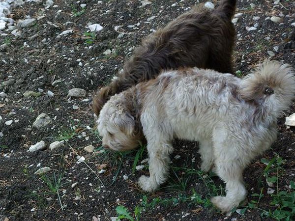 Agriturismo centro benessere Frescina - foto 20095.jpg