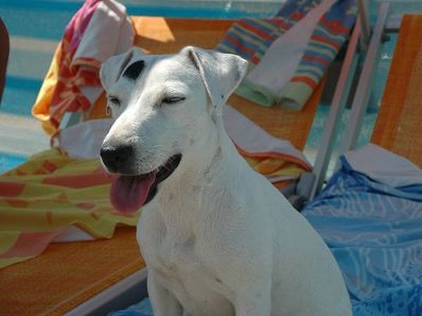 Dog Beach Corallo 45 - foto 20260.jpg