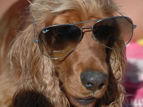 Dog Beach Corallo 45 - foto 20264.jpg