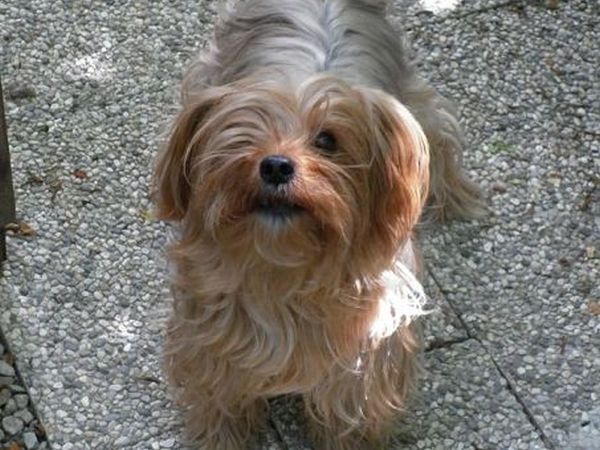 Campeggio e Chalet  Ecochiocciola - foto 20462.jpg