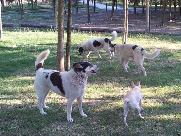 Agriturismo Le Bacche di Ginepro - foto 20550.jpg