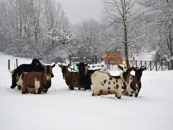 Il Giardino dei Ciliegi - foto 20571.jpg