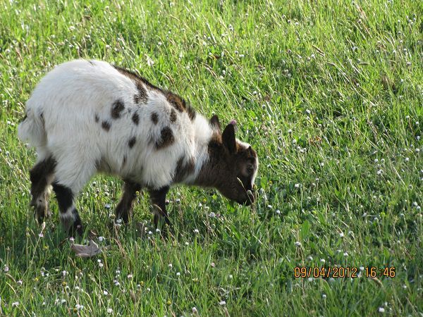 Il Giardino dei Ciliegi - foto 20597.jpg