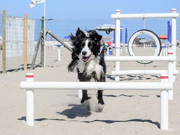 InDiga for Dog - foto 20724.jpg