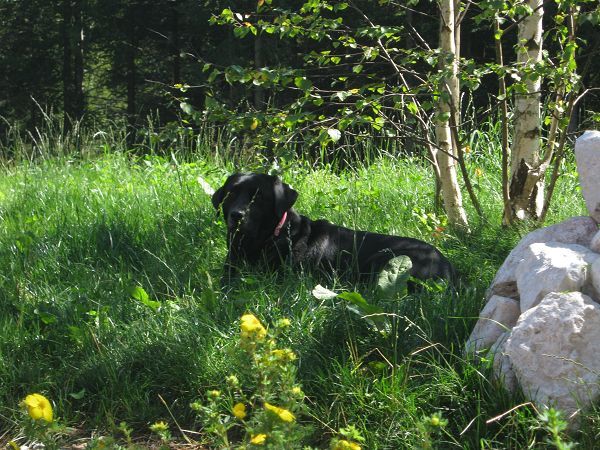 Maso Valfloriana - foto 20784.jpg