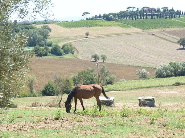 Agriturismo Oliviera III - foto 20826.jpg