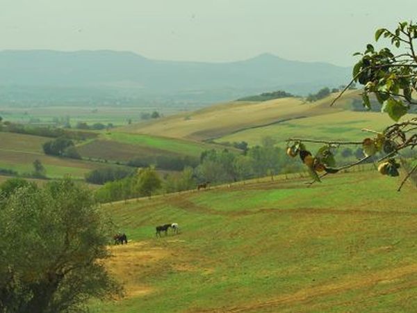 Agriturismo Oliviera III - foto 20847.jpg