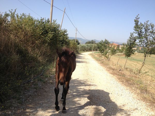 Agriturismo Oliviera III - foto 20857.jpg