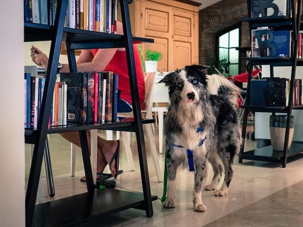 Hotel Principe for Pet Lovers - foto 21012.jpg