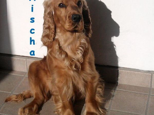 Podere Leccetro - foto 21067.jpg