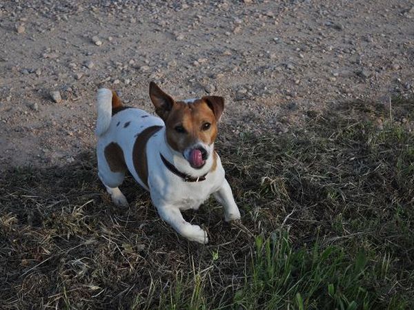 Agriturismo Il Cerrosughero - foto 21119.jpg