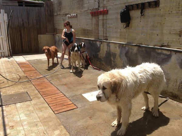 Dog Beach - Lido Azzurro - foto 21470.jpg