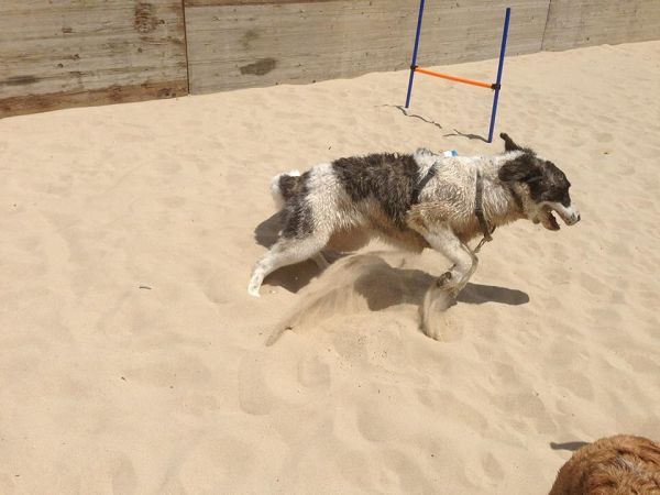 Dog Beach - Lido Azzurro - foto 21472.jpg
