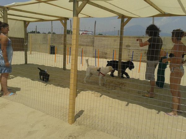 Dog Beach - Lido Azzurro - foto 21473.jpg