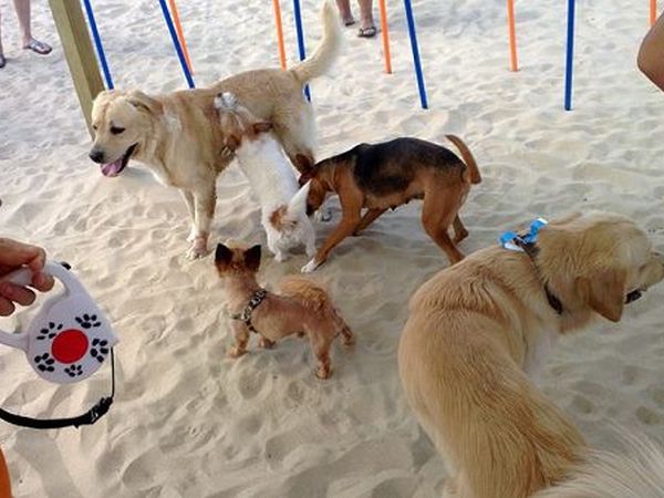 Dog Beach - Lido Azzurro - foto 21475.jpg