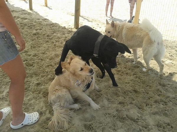 Dog Beach - Lido Azzurro - foto 21486.jpg