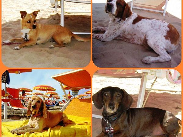 Spiaggia Bagno 39 Cigno - foto 22702.jpg