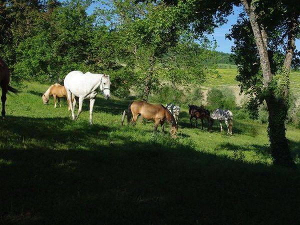 Azienda Agricola Podere Tremulini - foto 22773.jpg