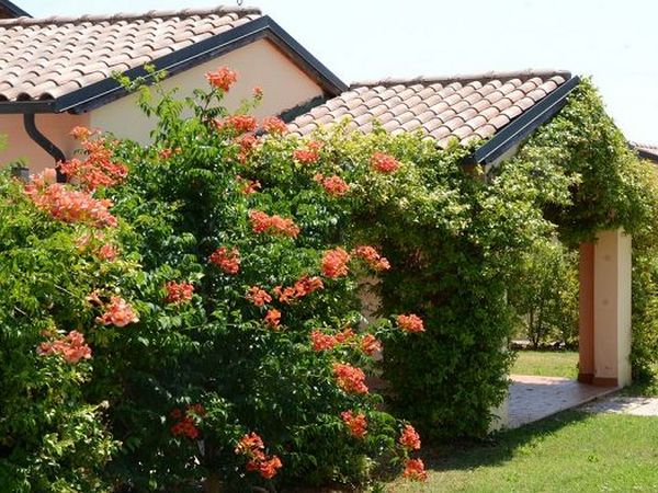 Le Corti di Montepitti - foto 23156.jpg