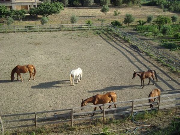Agriturismo La Pietra Bianca - foto 6121.jpg