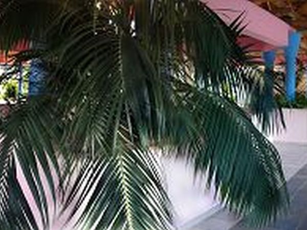 Giardini DOriente - foto 23452.jpg