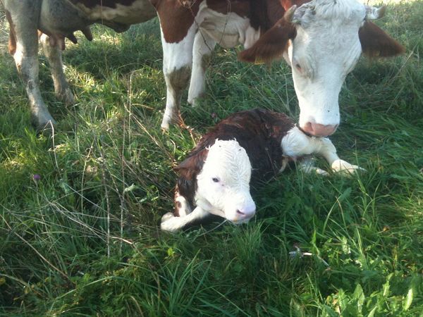 Rifugio Serot - foto 23483.jpg