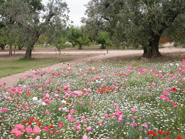 Campastrello Sport Residence Hotel - foto 6163.jpg