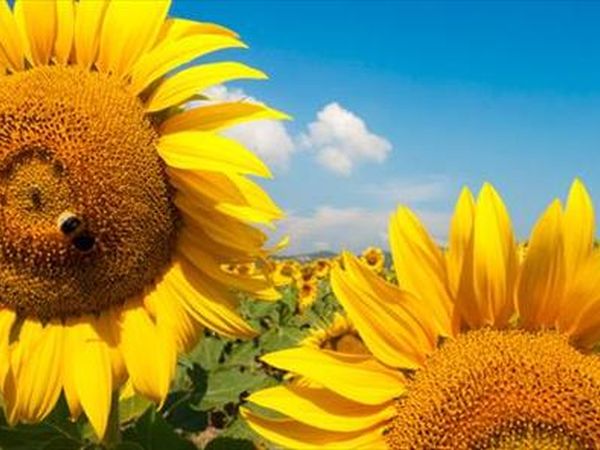 Bio Agriturismo La Cortevilla - foto 23743.jpg