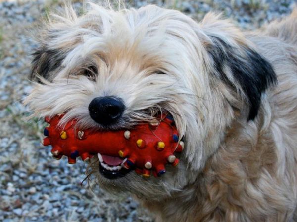 Bio Agriturismo La Cortevilla - foto 23748.jpg